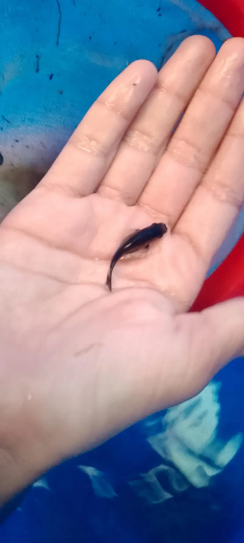 High quality molli fish — photo 2