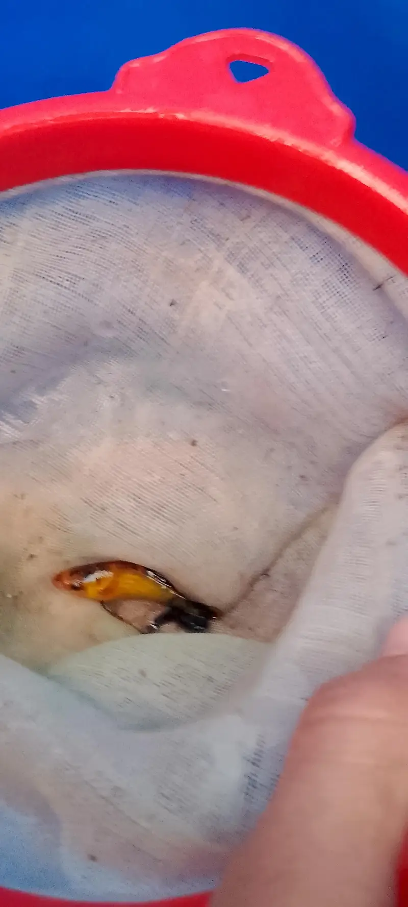 High quality molli fish — photo 3