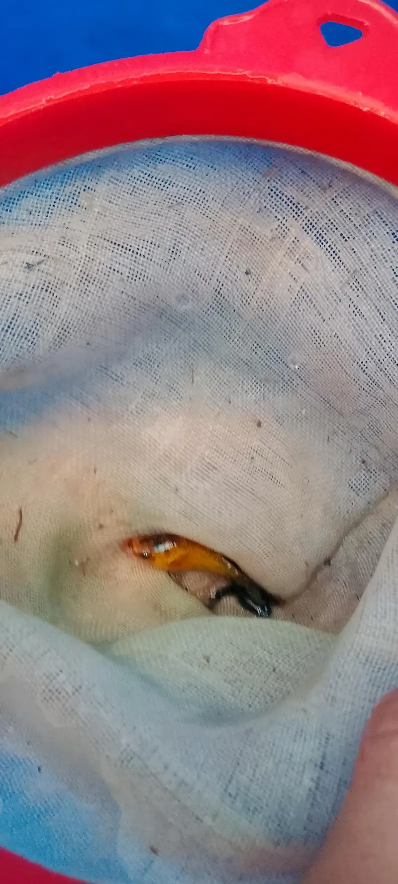 High quality molli fish — photo 4