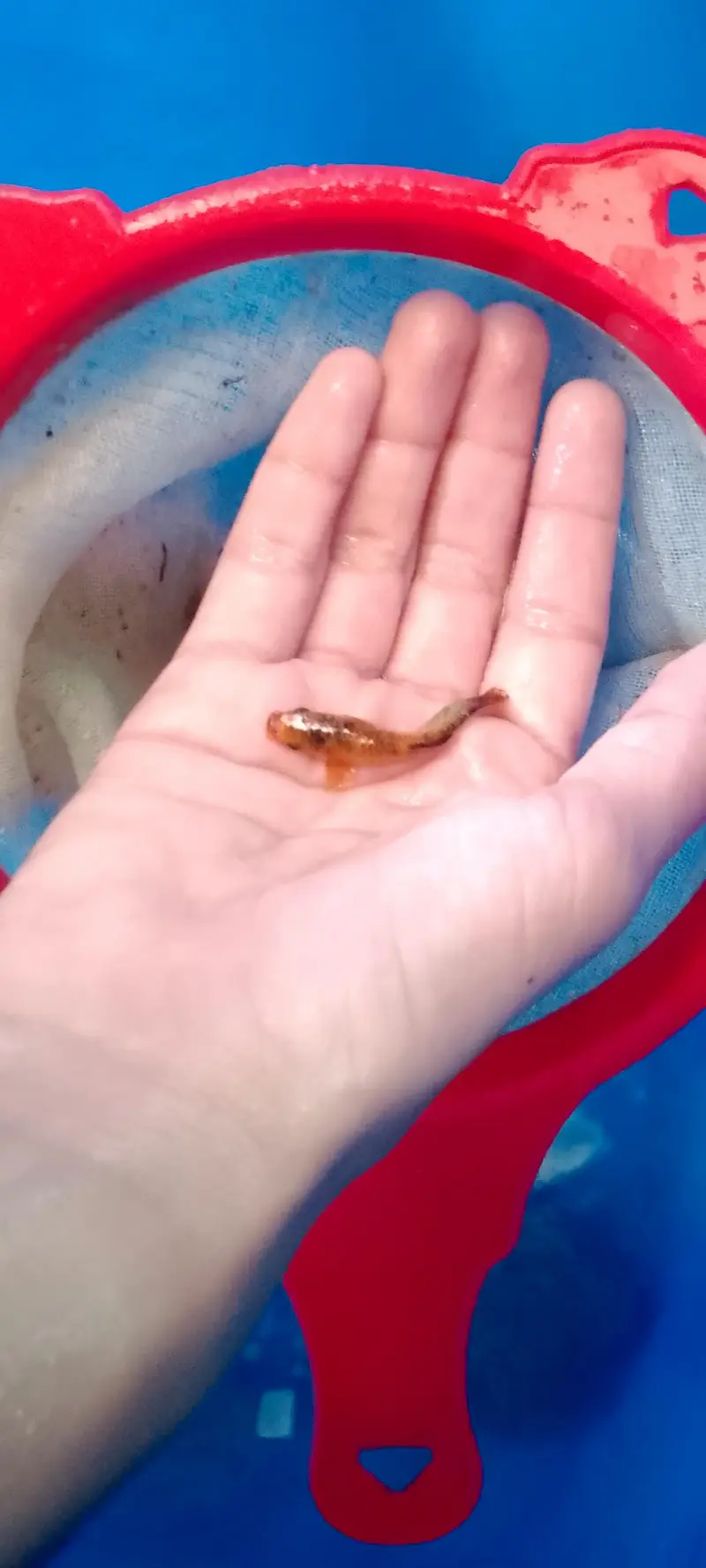 High quality molli fish — photo 5