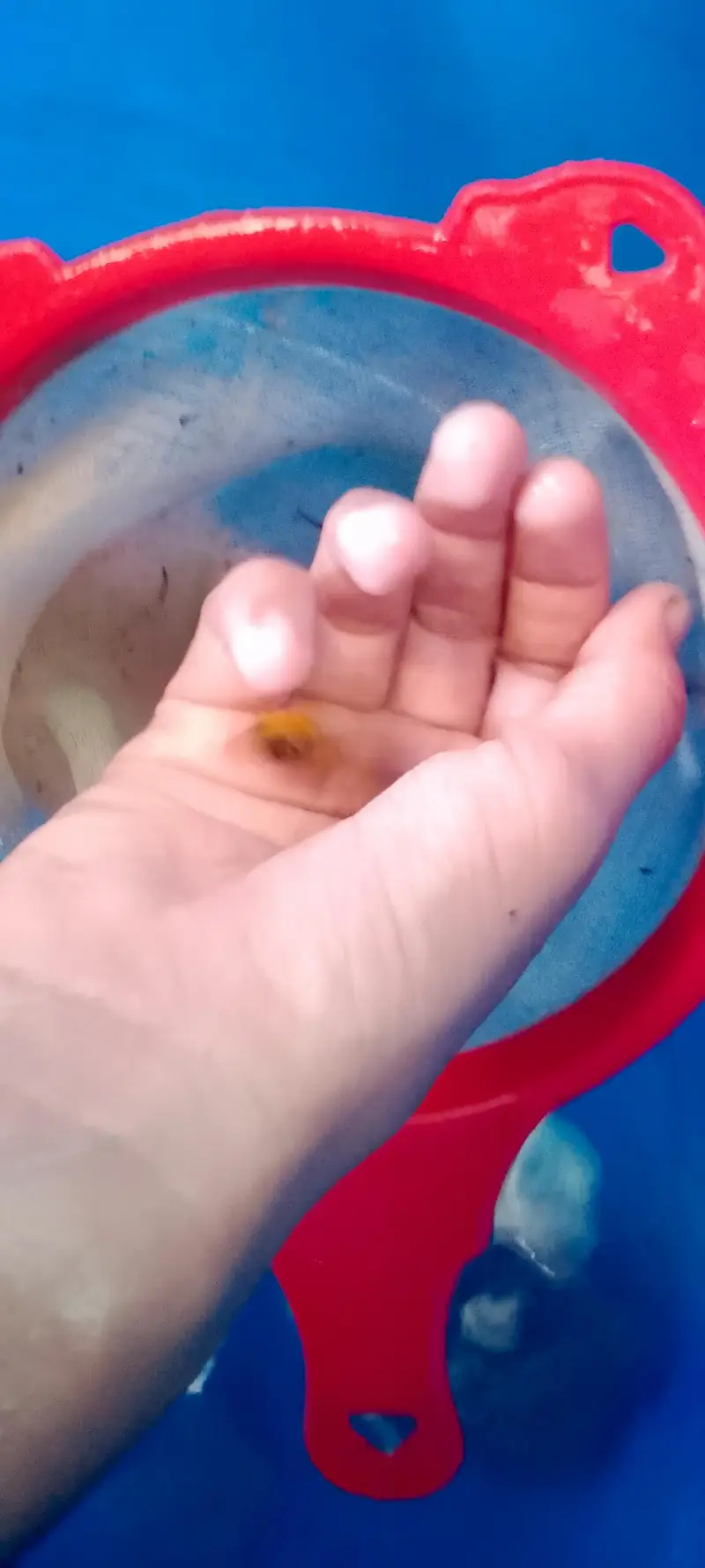 High quality molli fish — photo 6