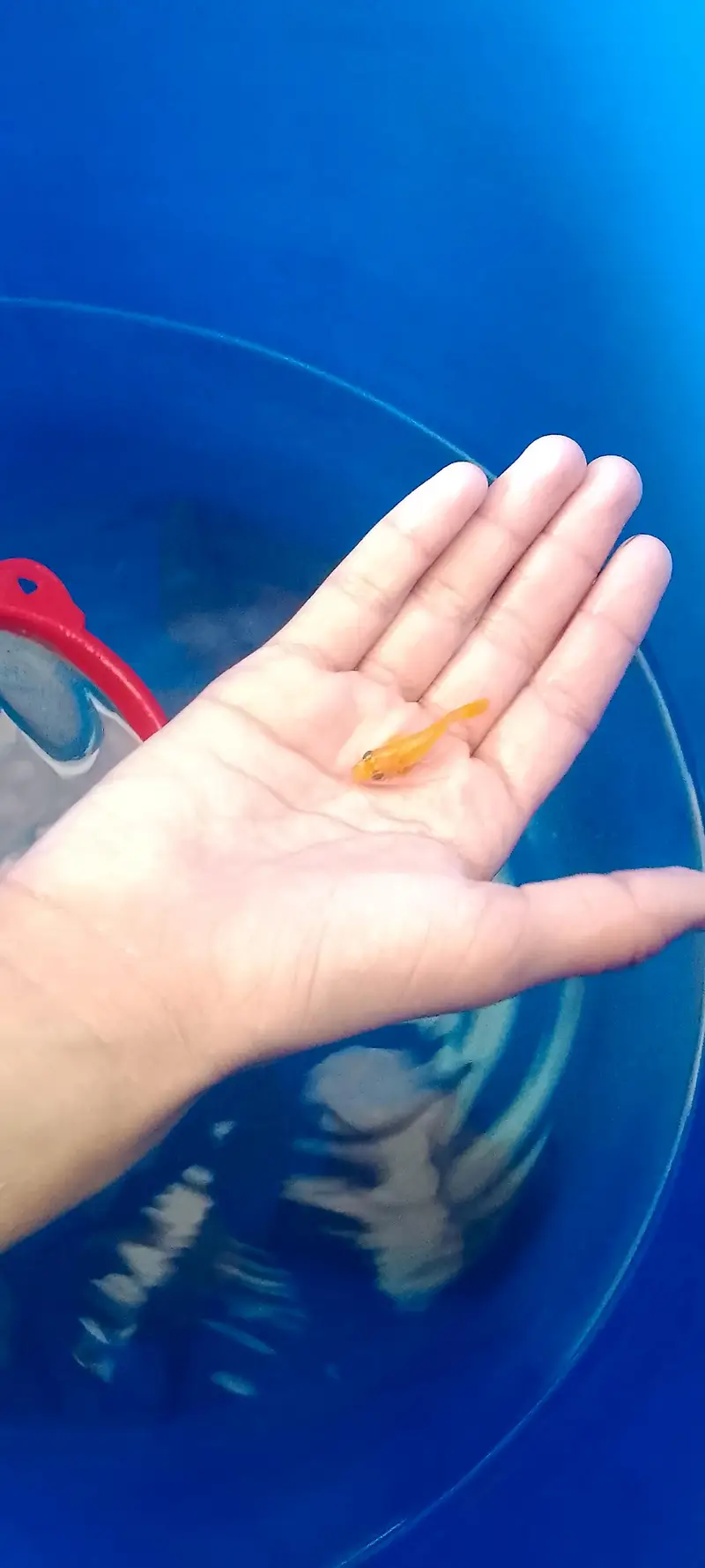 High quality molli fish — photo 7