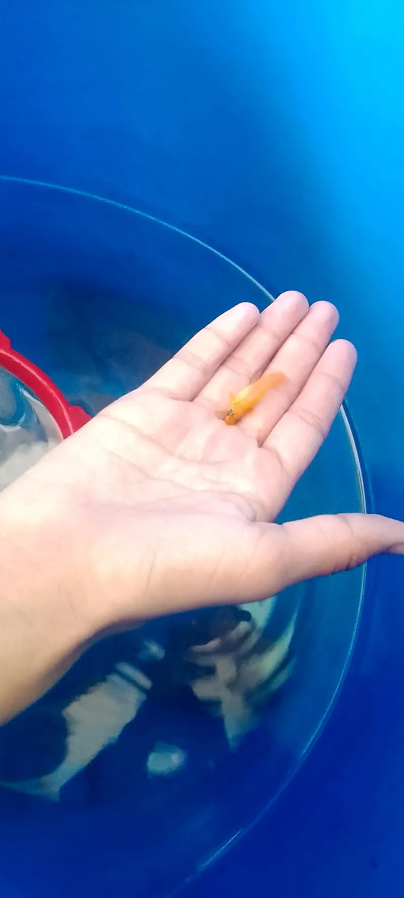 High quality molli fish — photo 8