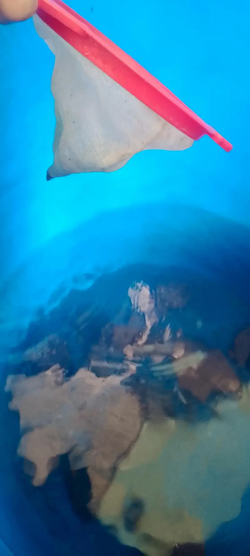 High quality molli fish — photo 10