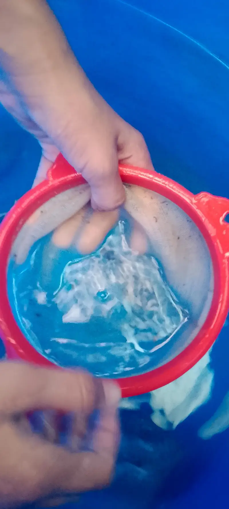 High quality molli fish — photo 11