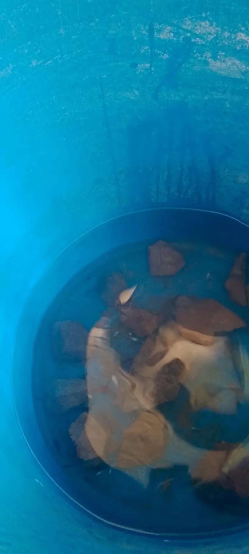 High quality molli fish — photo 12