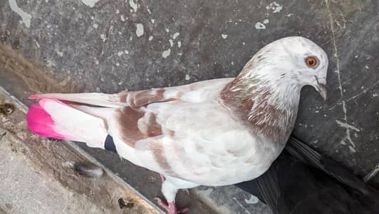 kabooter for sale