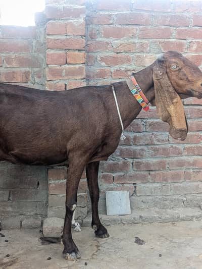 Nagri Bakri 6 dant