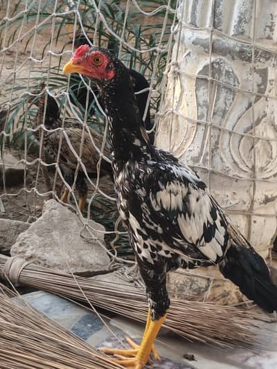 Aseel mianwali and desi Hens 2 aseel Hens 2