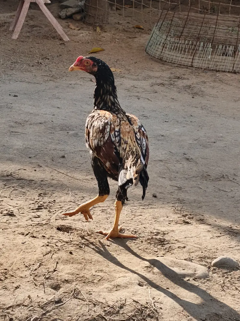 Aseel mianwali pathay and pathia 9 and desi Hens 2 aseel Hens 2 — photo 2