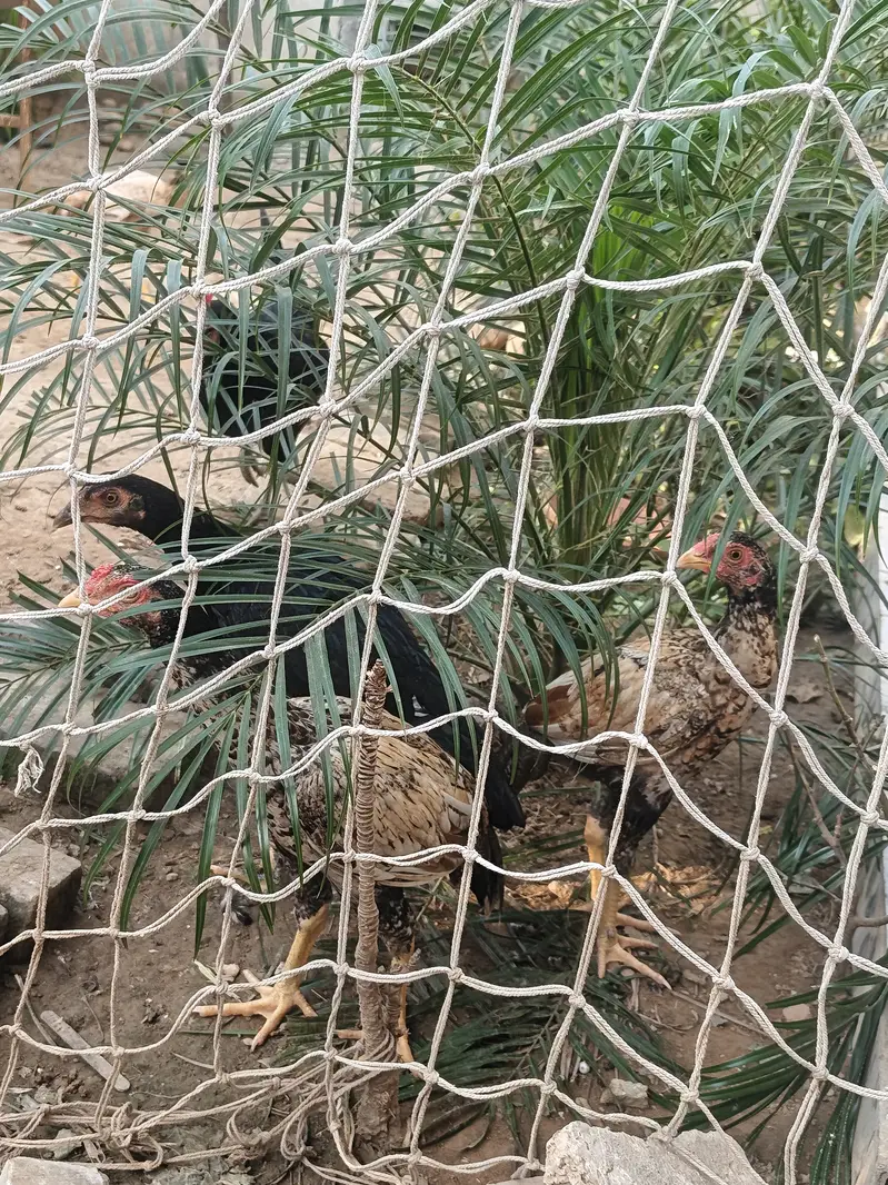 Aseel mianwali pathay and pathia 9 and desi Hens 2 aseel Hens 2 — photo 3
