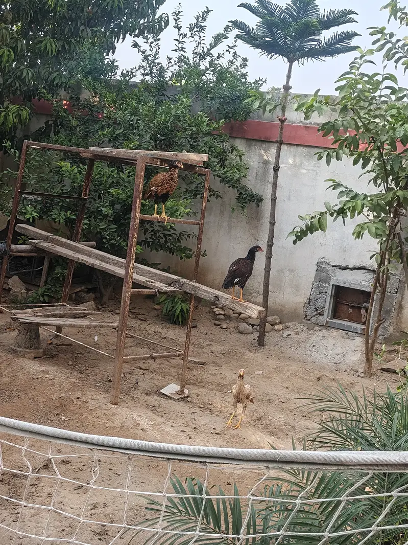 Aseel mianwali pathay and pathia 9 and desi Hens 2 aseel Hens 2 — photo 4