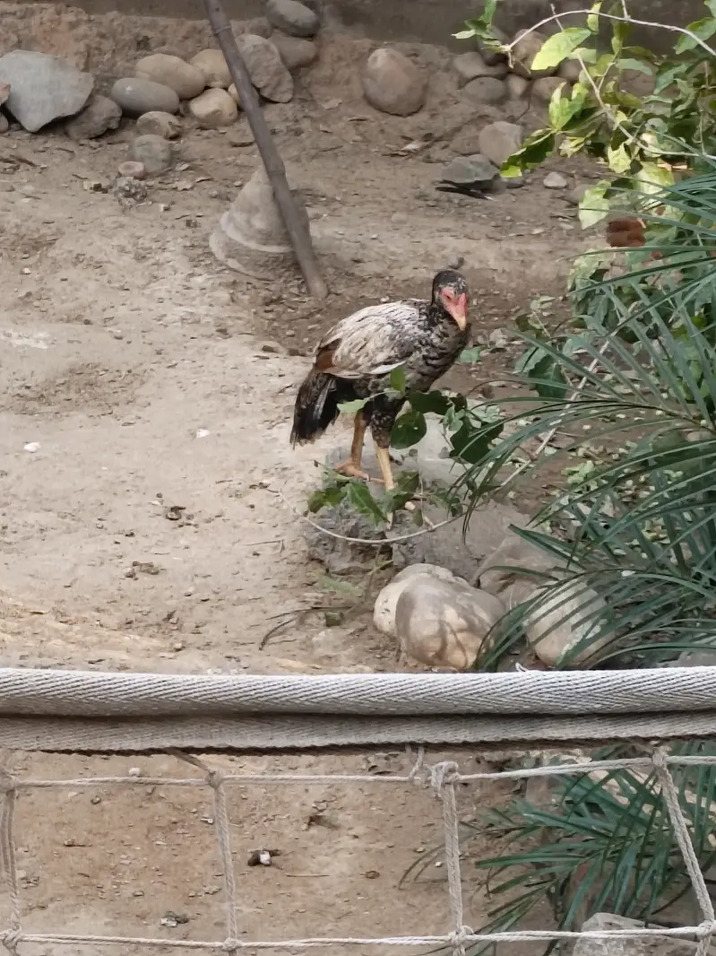 Aseel mianwali pathay and pathia 9 and desi Hens 2 aseel Hens 2 — photo 5