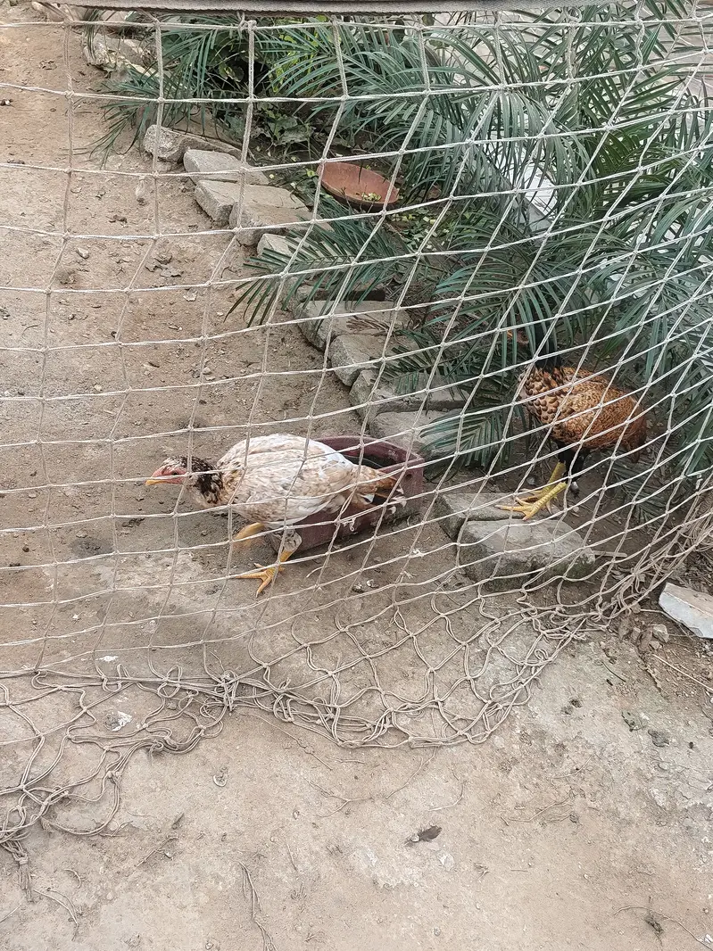Aseel mianwali pathay and pathia 9 and desi Hens 2 aseel Hens 2 — photo 6