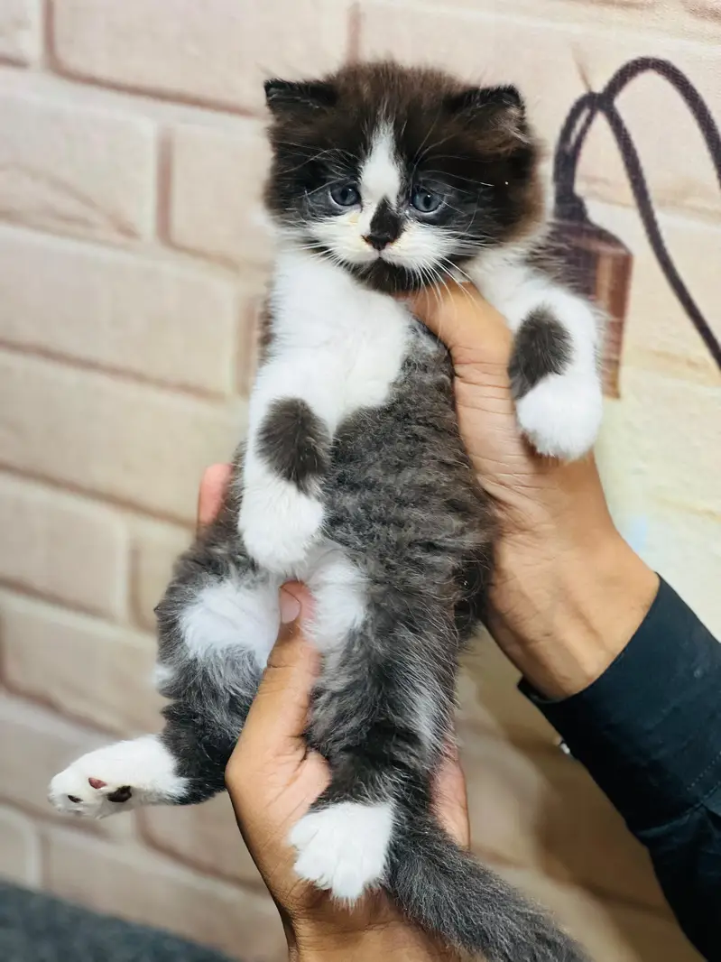 cash on delivery Parshion punch face kitten — photo 3