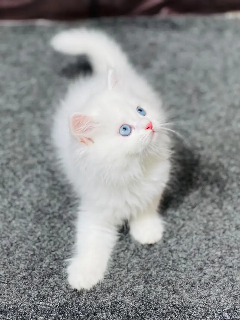 cash on delivery Parshion punch face kitten — photo 7