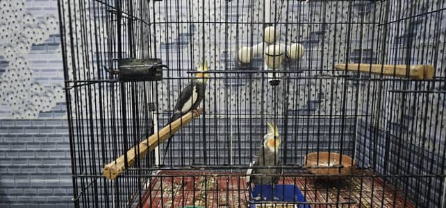 cockatiel pair born from different mutations