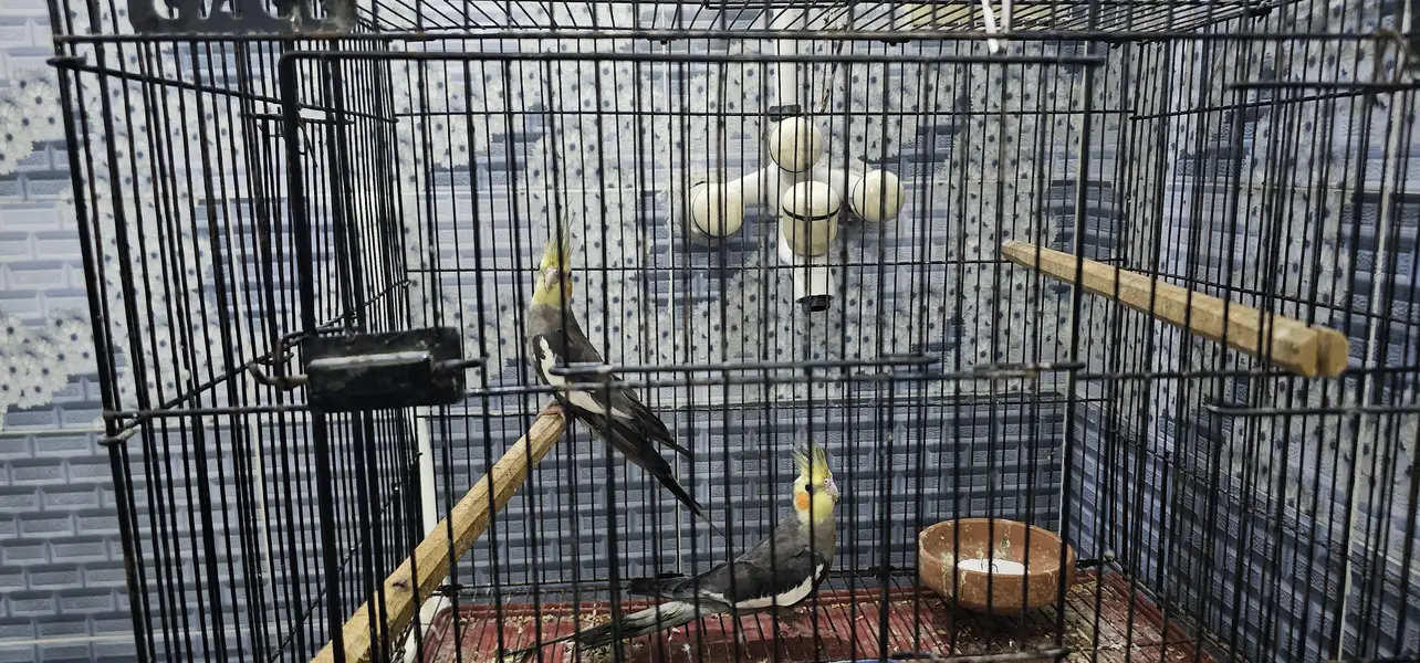 2 pair cockatie breeder birds born from different mutations — photo 2