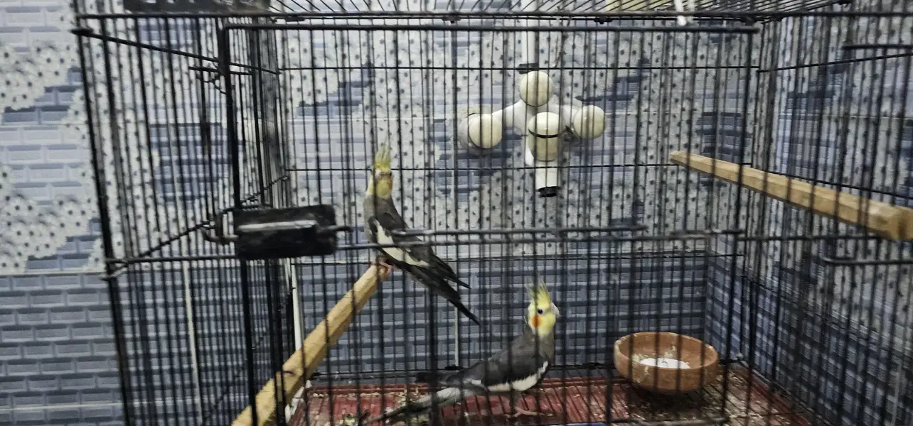 2 pair cockatie breeder birds born from different mutations — photo 3