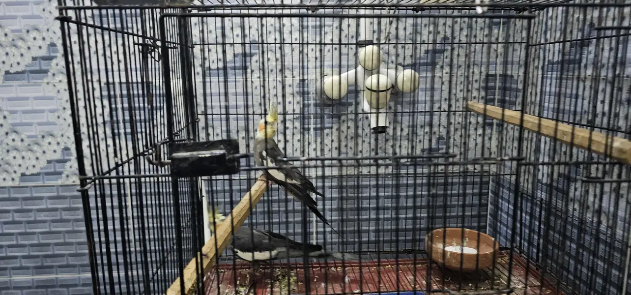 2 pair cockatie breeder birds born from different mutations — photo 4