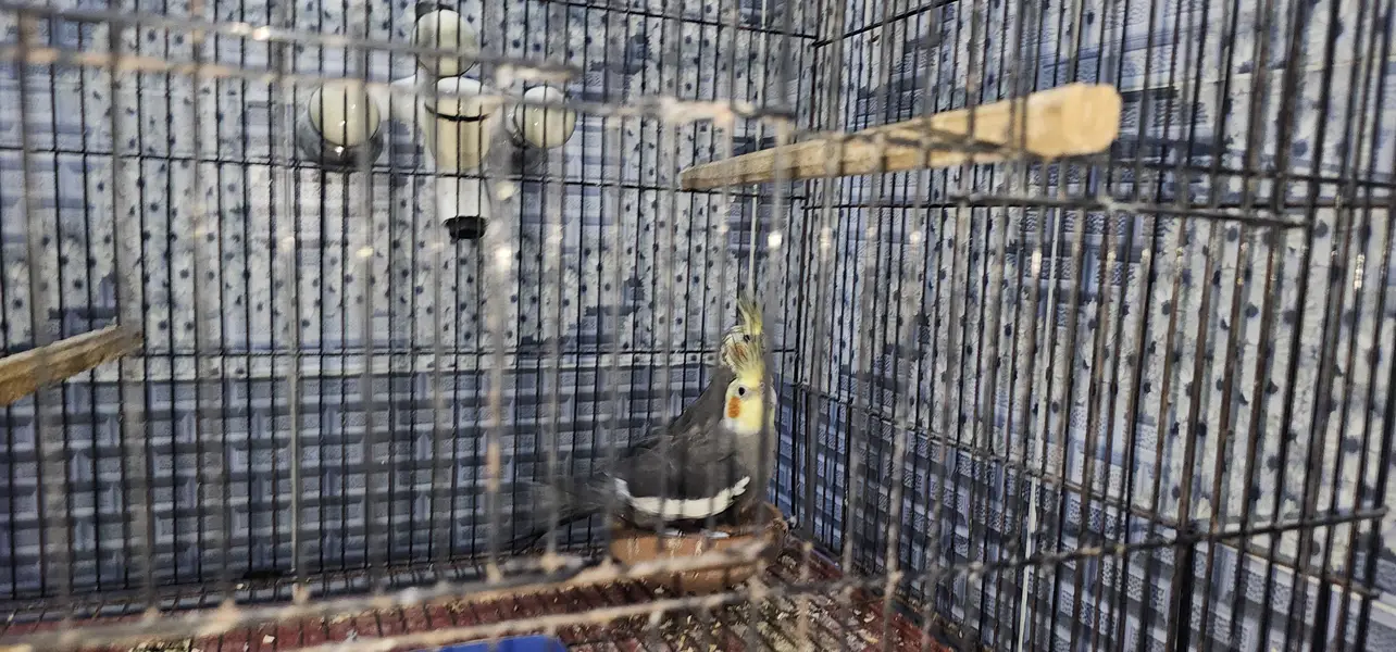2 pair cockatie breeder birds born from different mutations — photo 5
