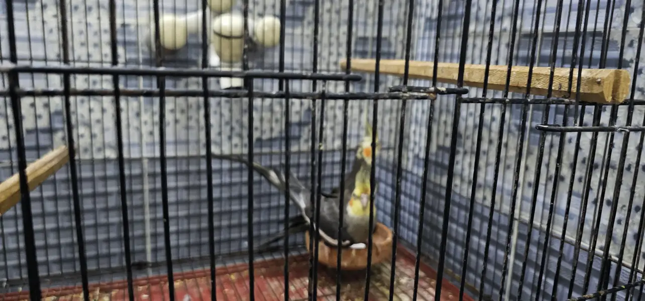 2 pair cockatie breeder birds born from different mutations — photo 6