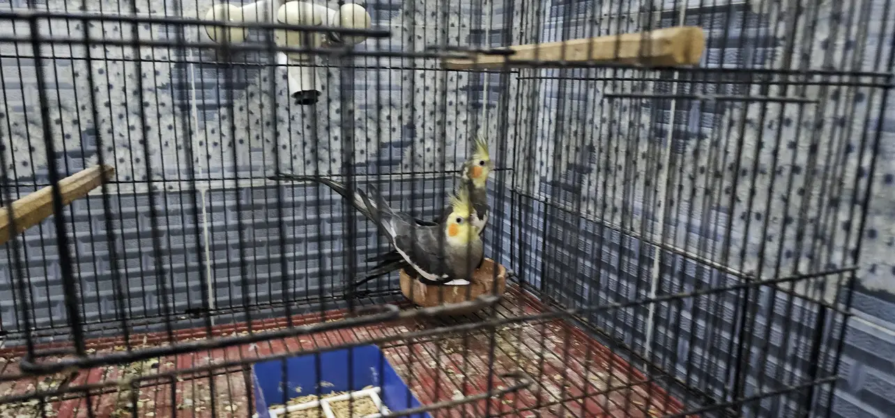 2 pair cockatie breeder birds born from different mutations — photo 7
