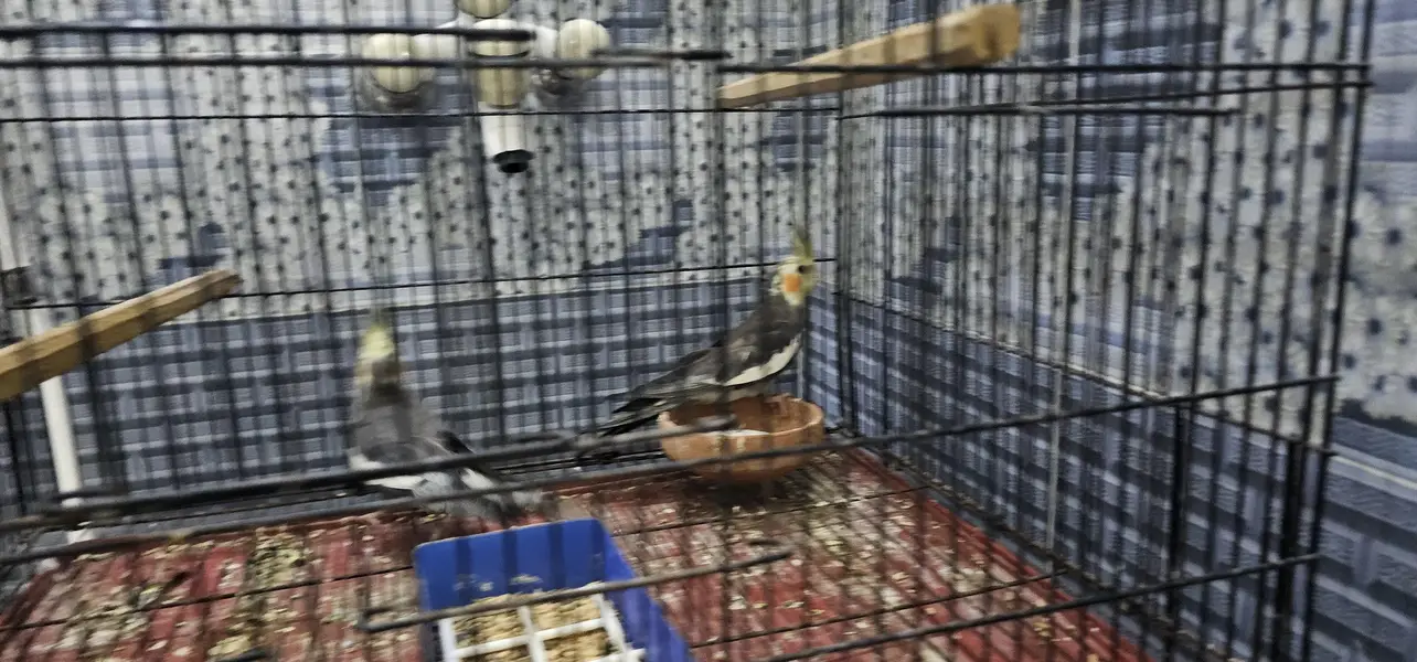 2 pair cockatie breeder birds born from different mutations — photo 8