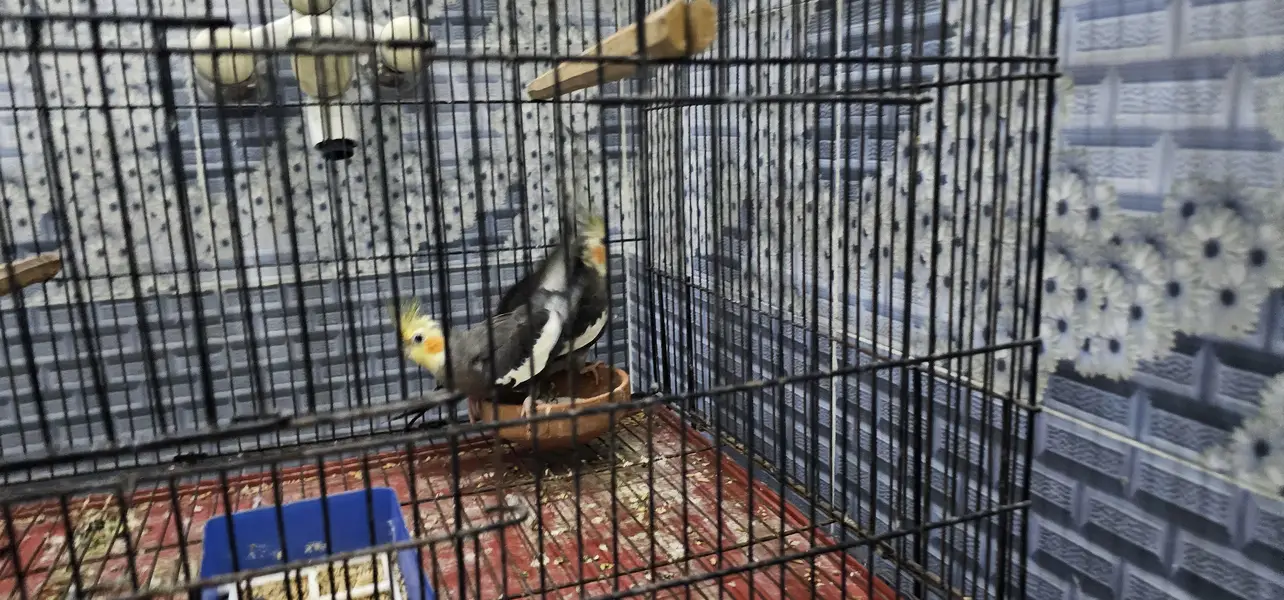 2 pair cockatie breeder birds born from different mutations — photo 9
