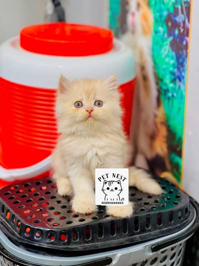 cash on delivery Parshion punch face kitten