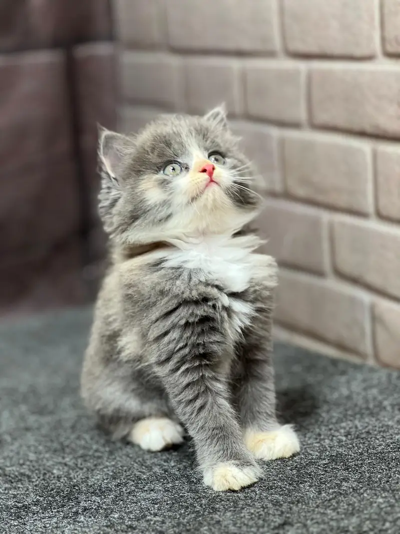 cash on delivery Parshion punch face kitten — photo 6