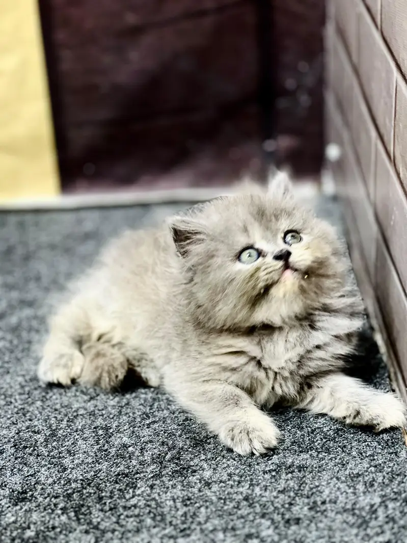 cash on delivery available Persian punch face cat kitten — photo 2
