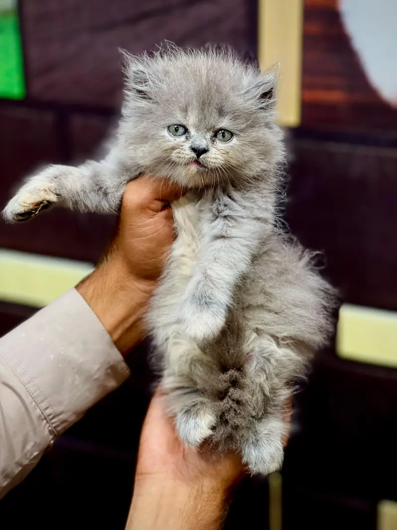 cash on delivery available Persian punch face cat kitten — photo 3