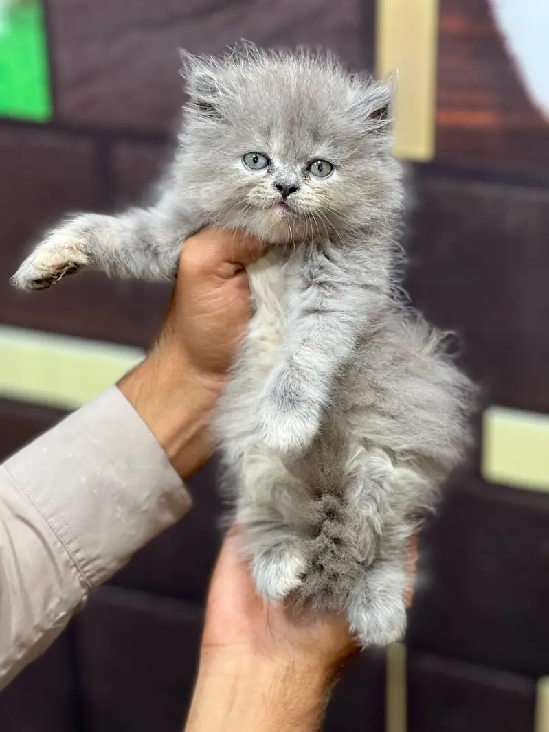 cash on delivery available Persian punch face cat kitten — photo 4