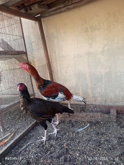 aseel pair