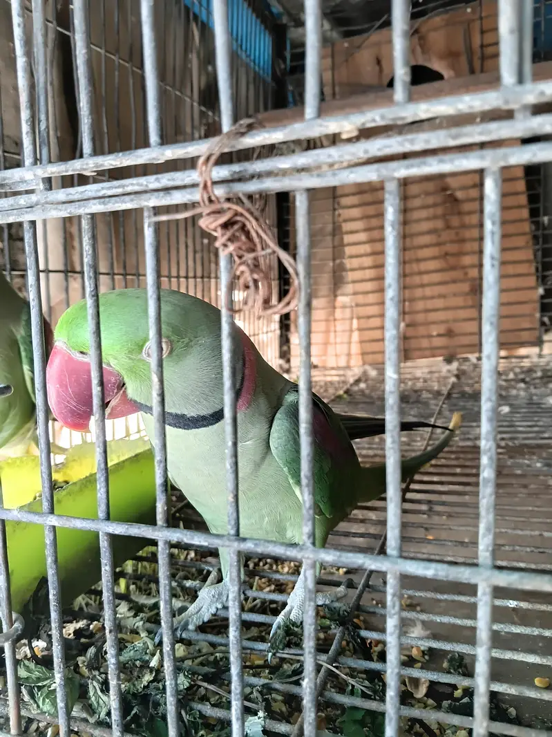 kashmiri raw pair — photo 2