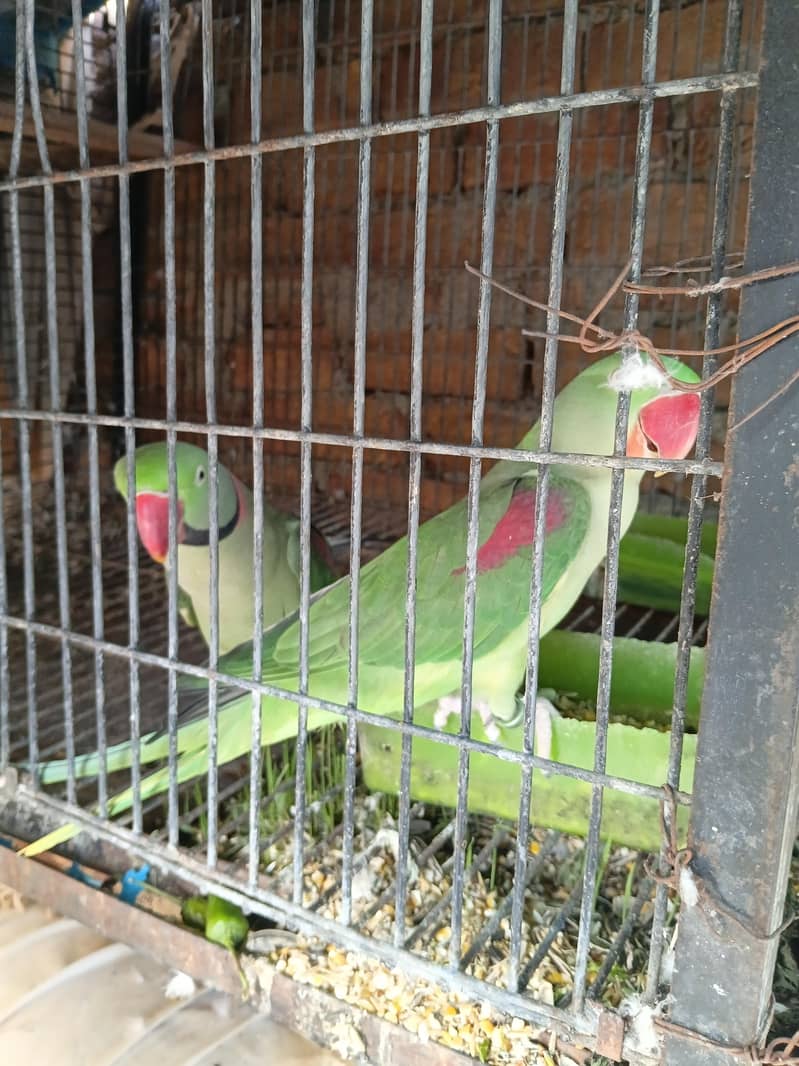 kashmiri raw pair 3