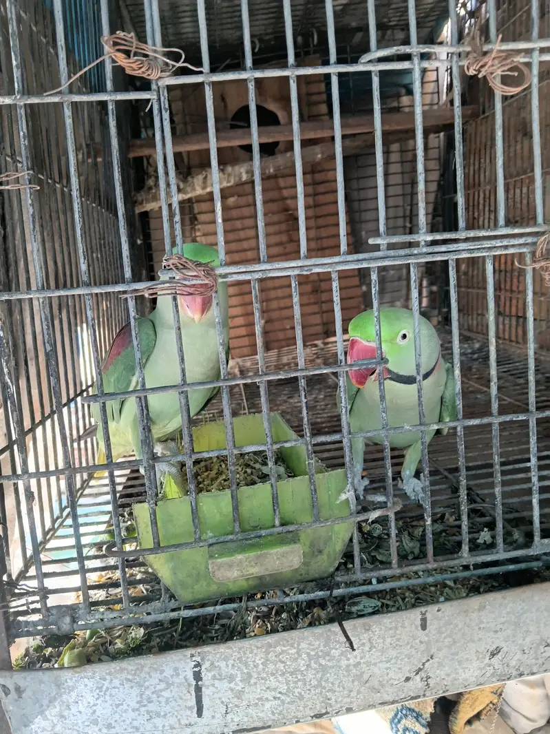 kashmiri raw pair — photo 5