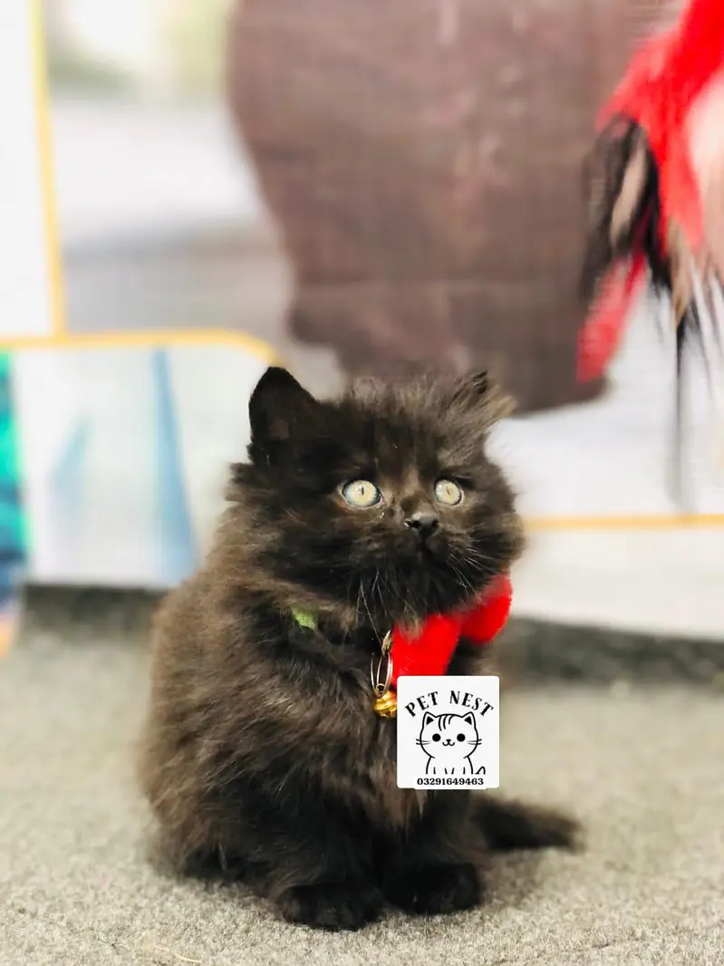 cash on delivery Parshion punch face kitten — photo 3
