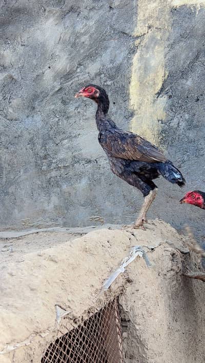 03240431137/;Aseel wlaiti Mianwali cross breed Male