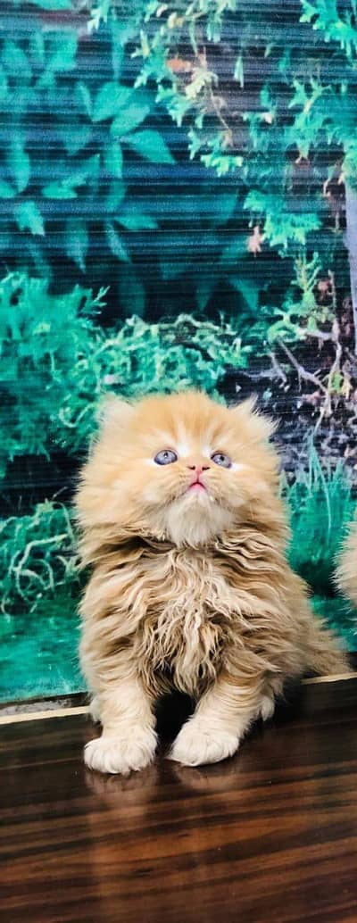 cash on delivery available Persian punch face cat kitten