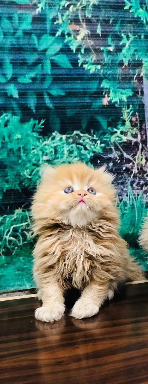 cash on delivery available Persian punch face cat kitten — photo 3