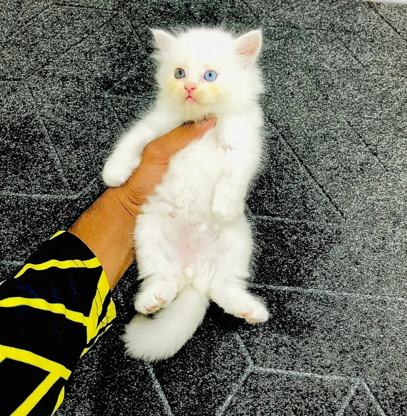 cash on delivery available Persian punch face cat kitten — photo 9