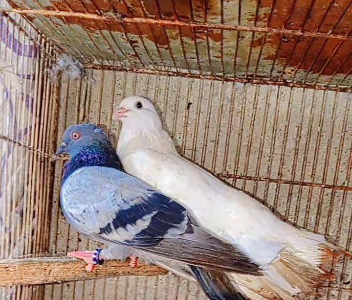 pigeon pair 0