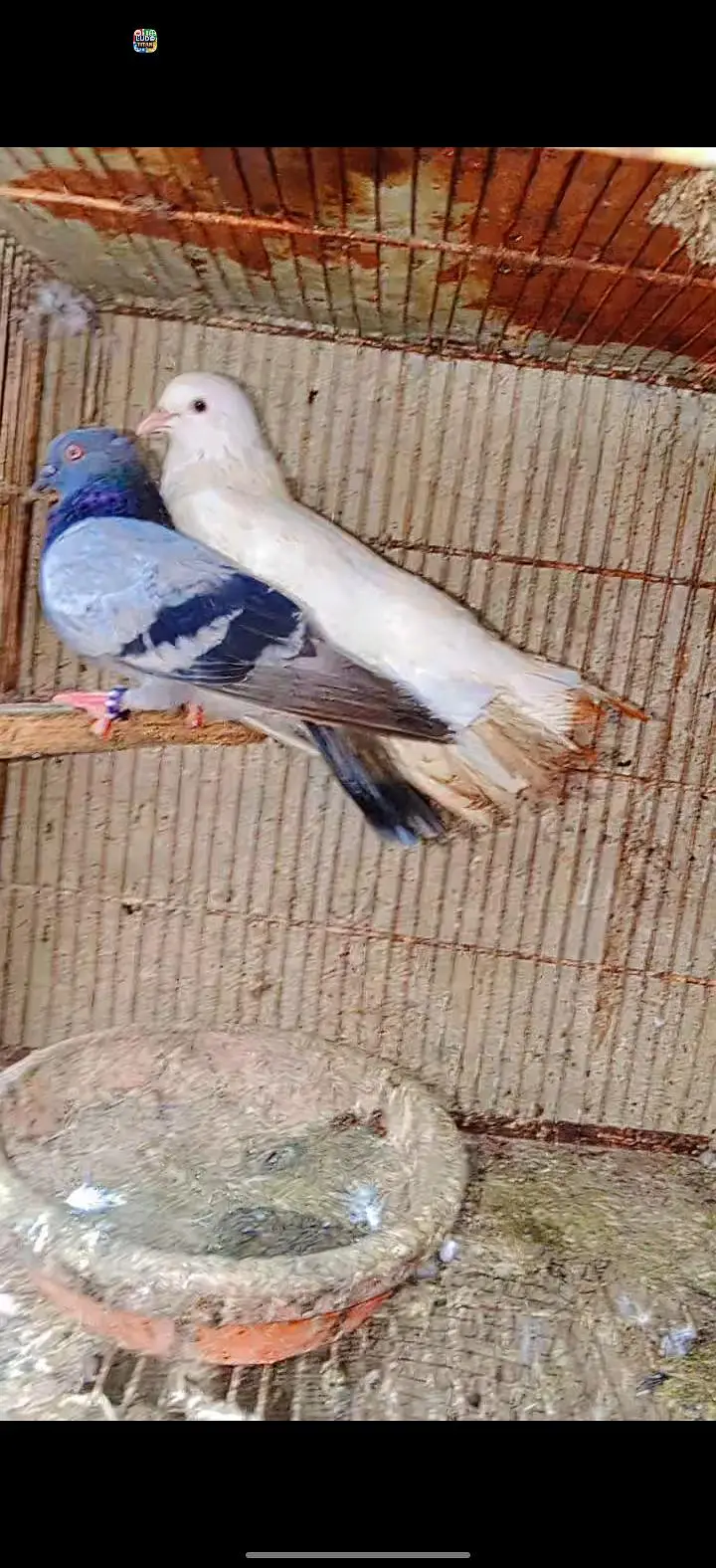 pigeon pair — photo 2