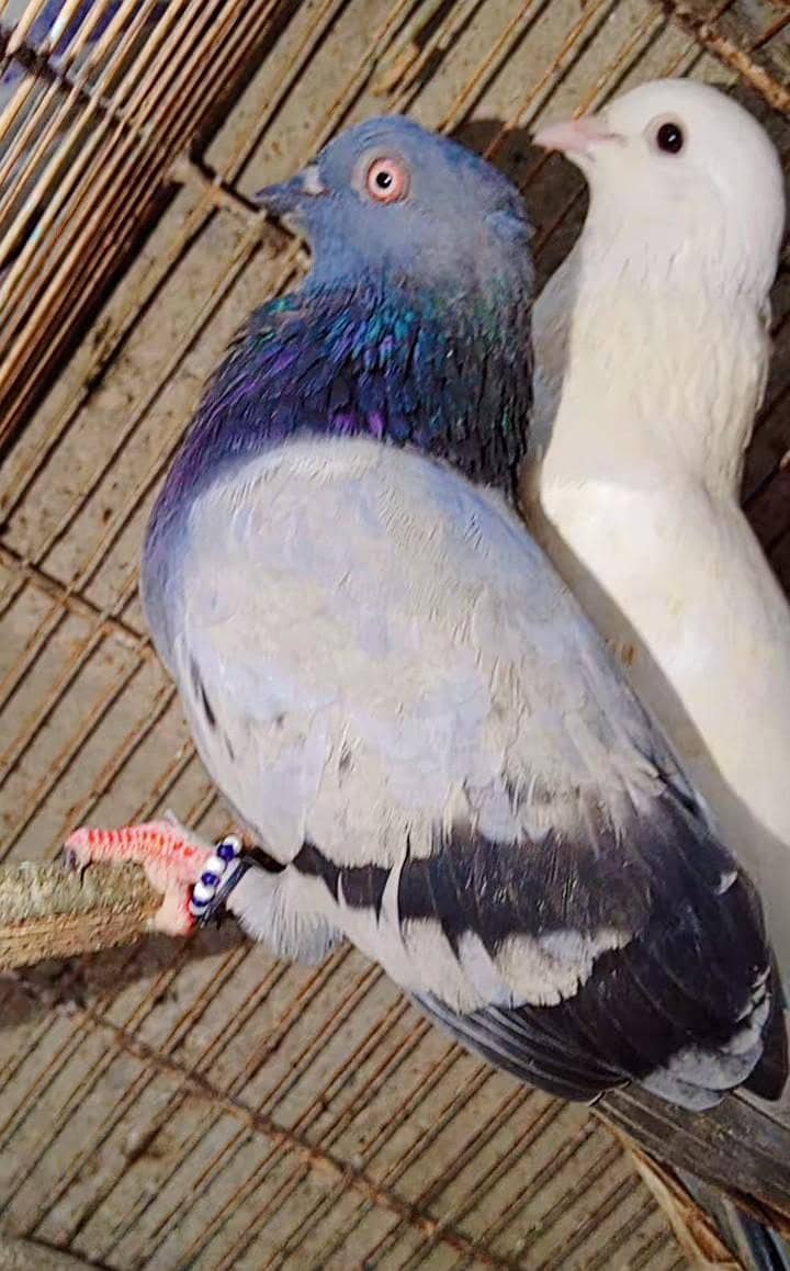 pigeon pair 3