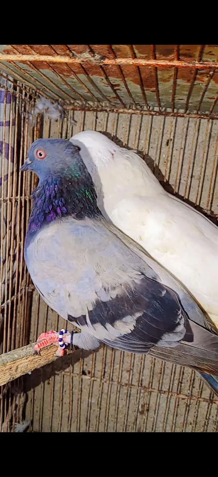 pigeon pair — photo 5