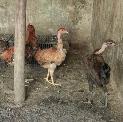 Golden misri hens