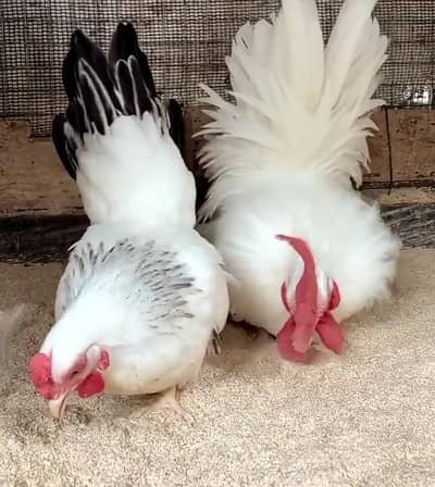 Fancy Hens — Japanese Bantam Pair