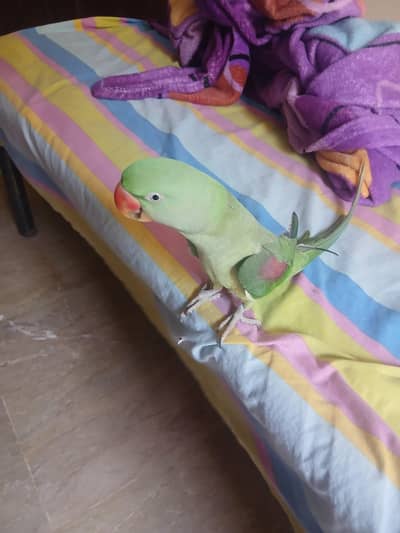 Talking Raw Parrot for Sale